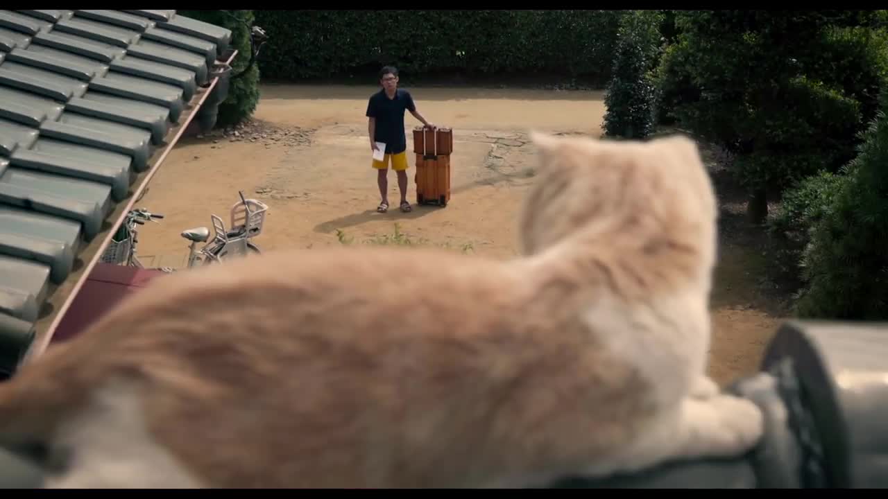 《猫咪后院》电影预告