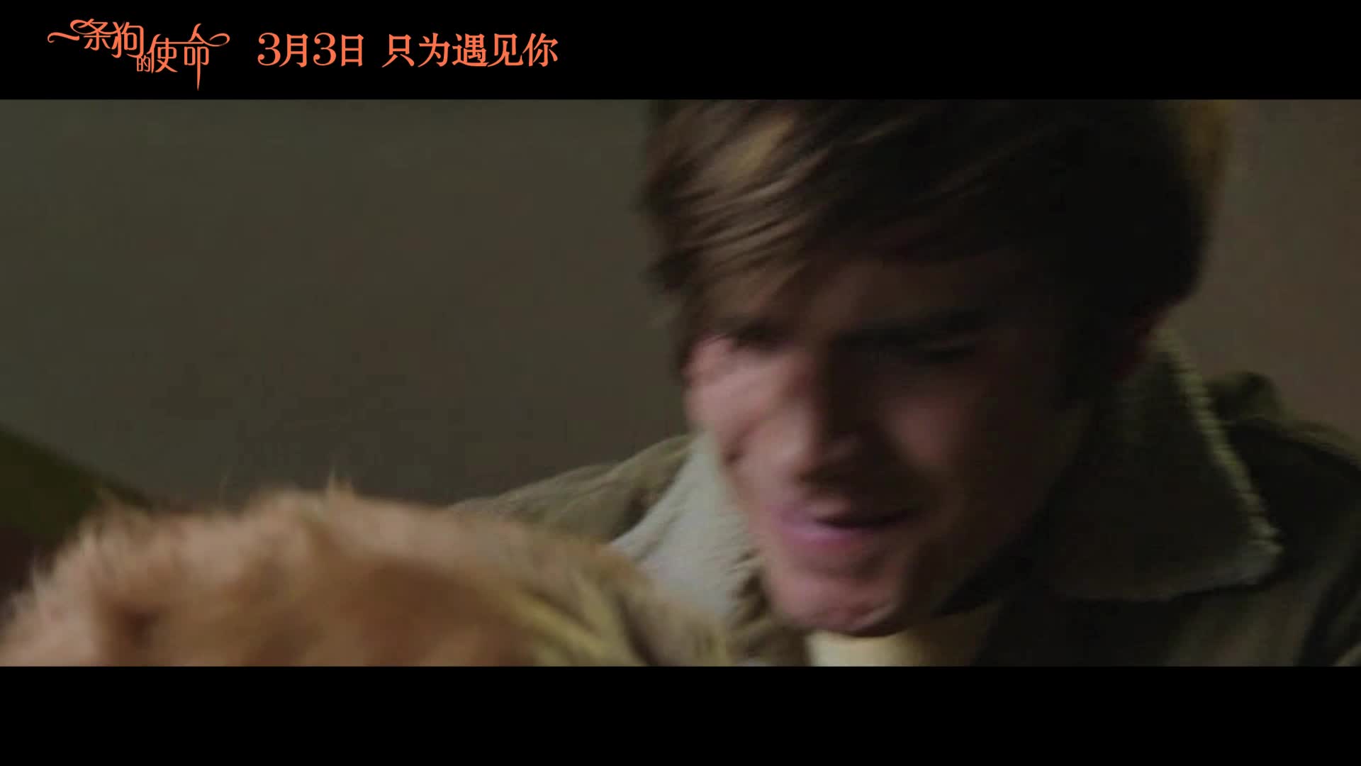 《一条狗的使命》口碑视频