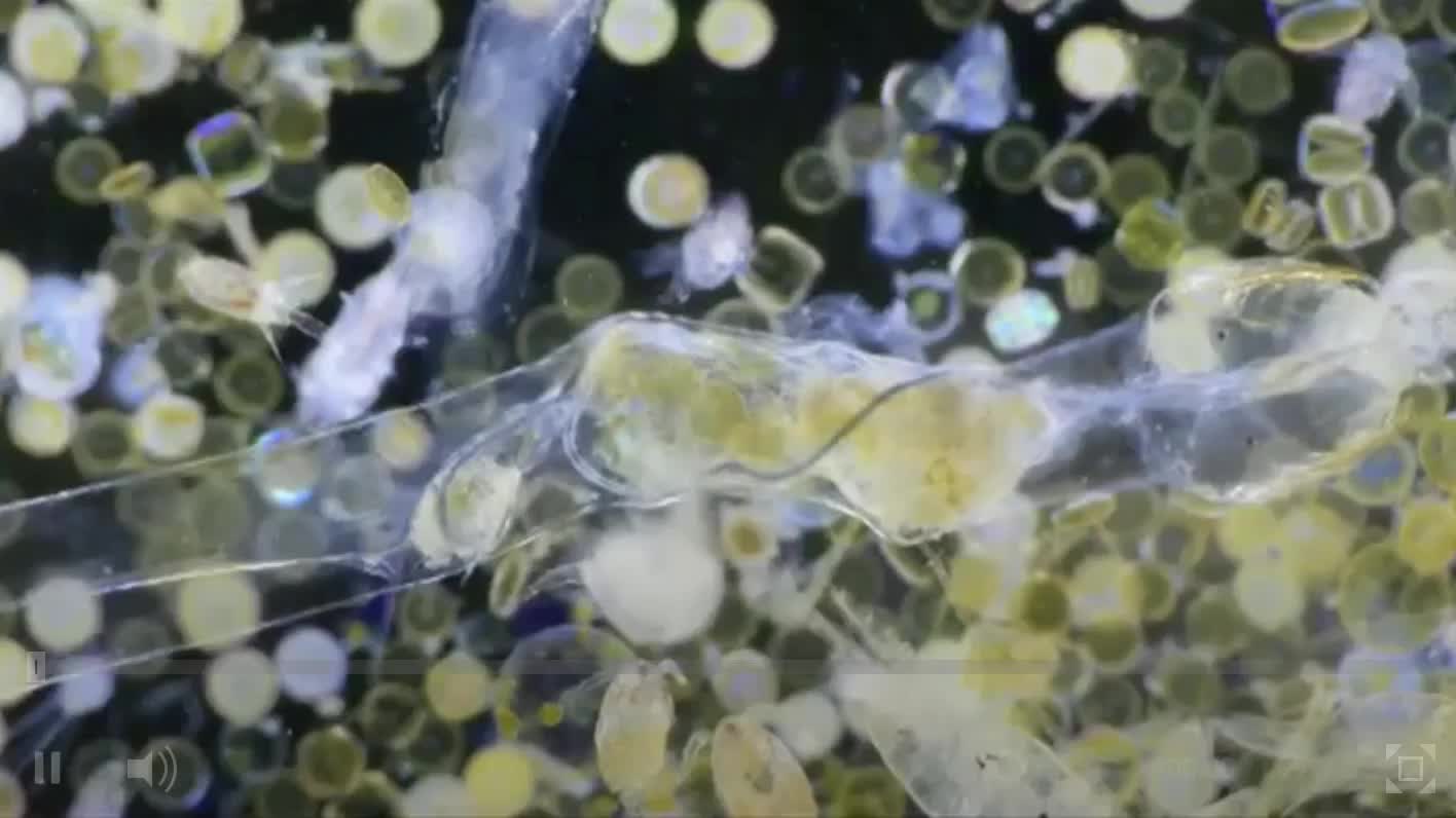 科学家首次拍摄到浮游生物摄入微塑料