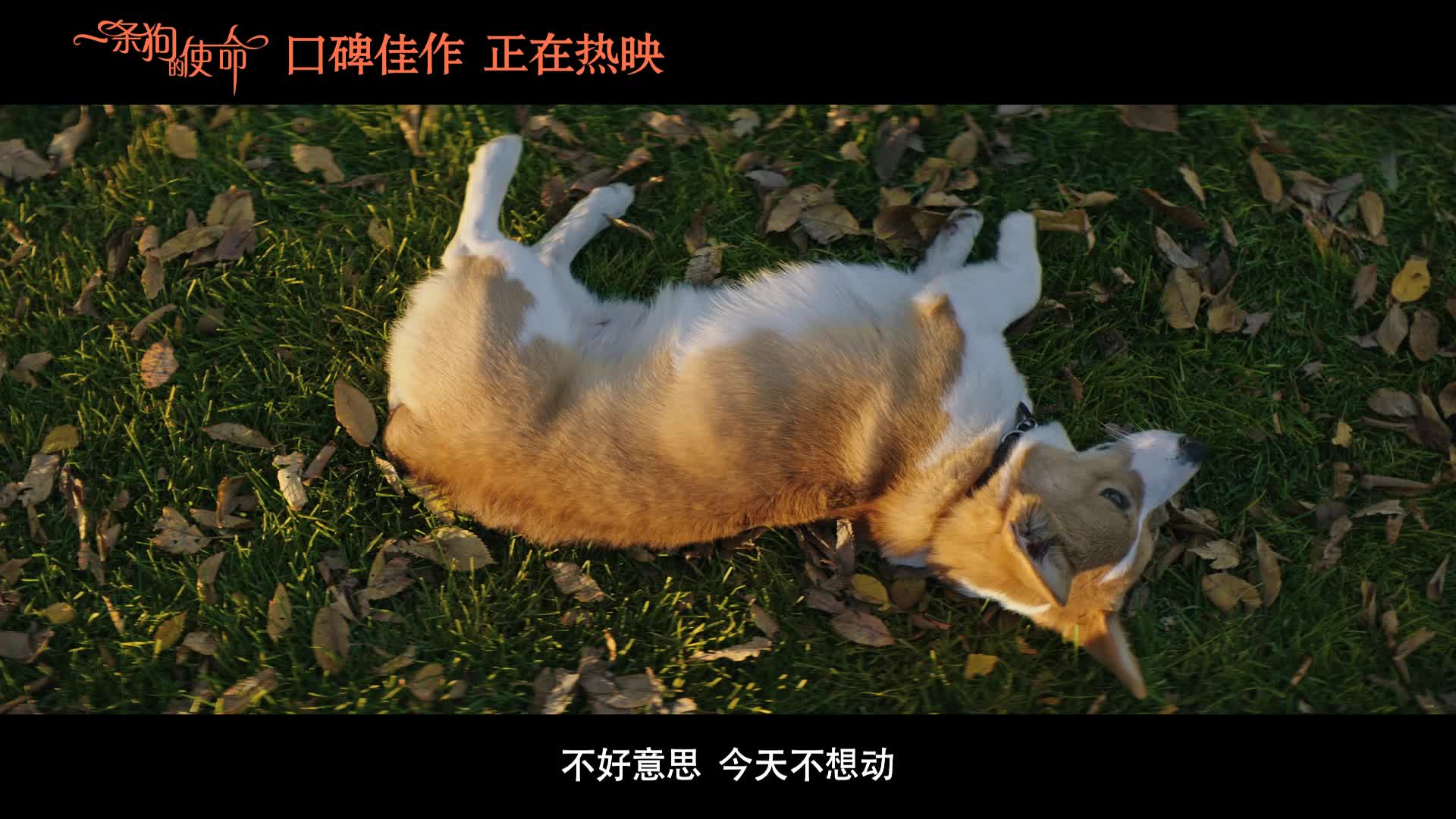 《一条狗的使命》原片片段二