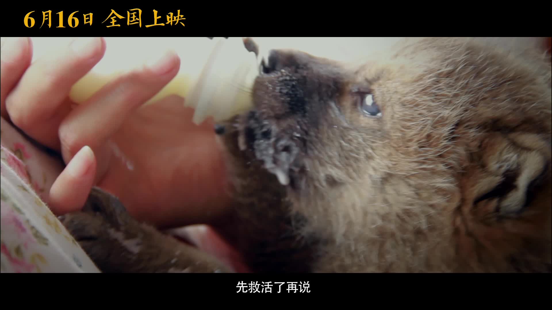 《重返狼群》曝先导预告片