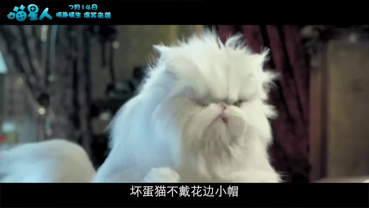 《喵星人》萌宠大比拼