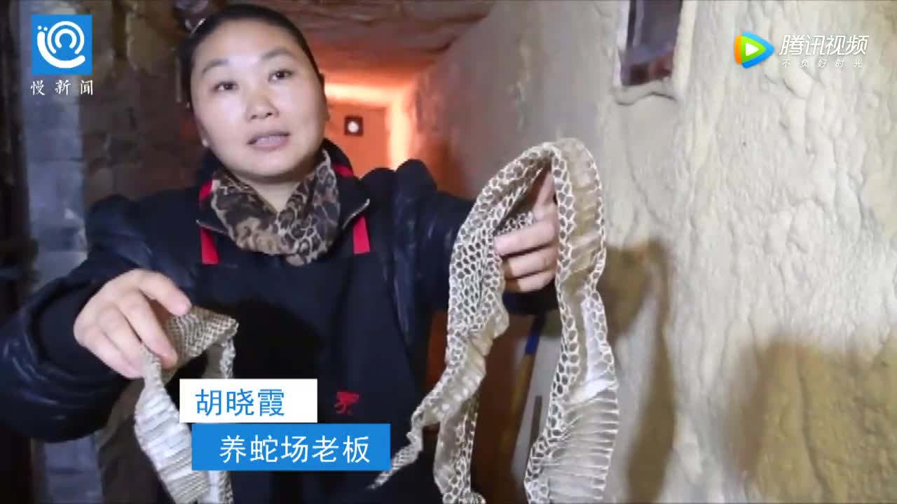 重庆女蛇王 建大平层装暖气养7000条眼镜蛇