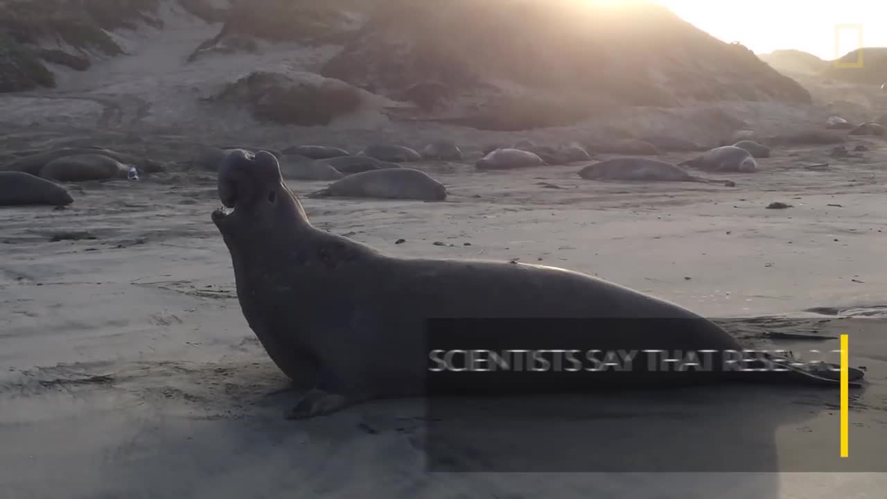 New Discovery- These Seals Can Recognize Each Other's 'Voices' 