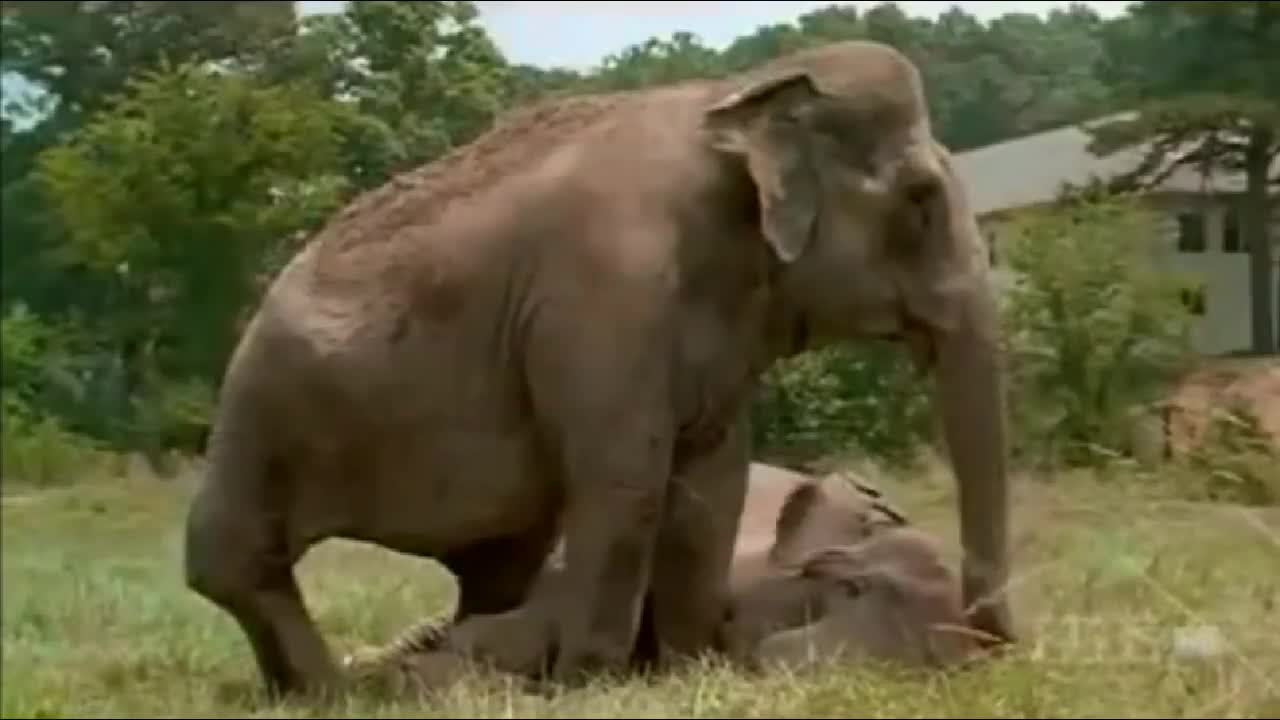 Shirley and Jenny Two Elephants Reunited After More Than 20 