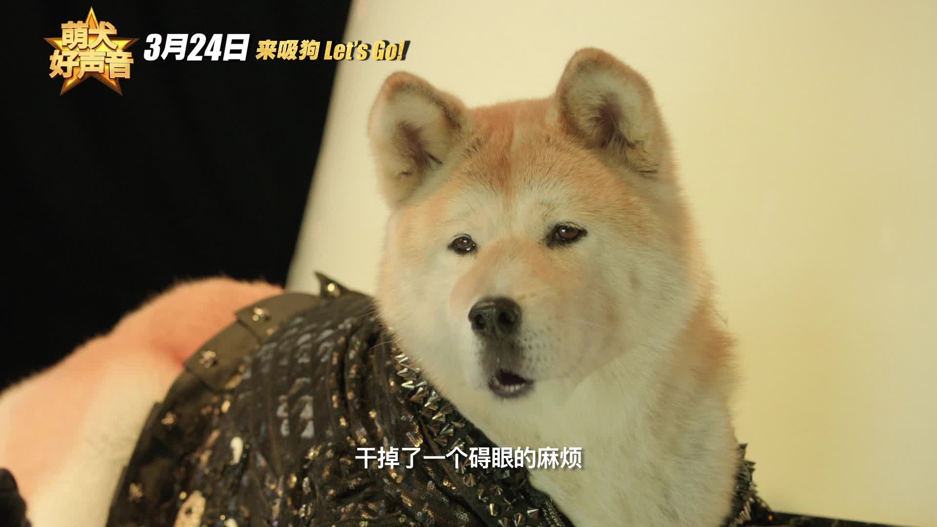 《萌犬好声音》即将竞演 嗨唱英文歌对垒结石姐